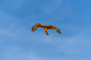 Northern Harrier bird of prey in flight