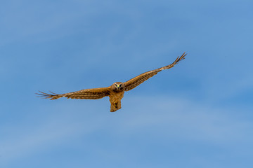 Northern Harrier bird of prey in flight