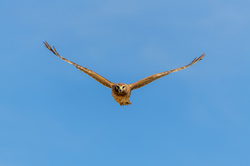 Northern Harrier bird of prey in flight
