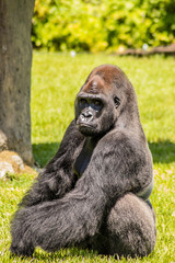 Western Lowland Gorilla in Green Grass on Sunny Day