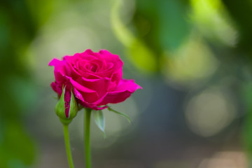 Blooming pink rose on blurred background, beautiful pink rose on a green background, blank for cards, holiday bouquet, spring pattern for the designer, art