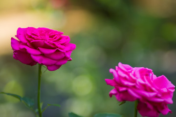 Blooming pink rose on blurred background, beautiful pink rose on a green background, blank for cards, holiday bouquet, spring pattern for the designer, art