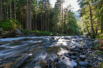 Kleiner kalter Gebirgsbach der sich durch den regennassen dichten Wald schlängelt