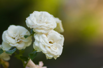 Blooming white rose on blurred background, beautiful white rose on a green background, blank for cards, holiday bouquet, spring pattern for the designer, art