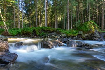 Fototapeta premium Kleiner kalter Gebirgsbach der sich durch den regennassen dichten Wald schlängelt