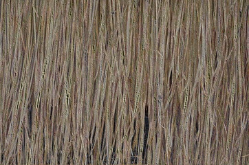 Brown Bulrush Wall. With Special Effect.