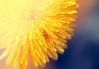 Photo of a macro background yellow dandelion