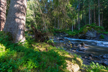 Kleiner Bach im Wald mit markanten Baum im Vordergrund