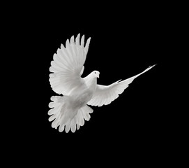 White dove on black background