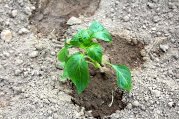 Small pepper plant freshly planted in garden and watered ready to grow surrounded with dry ground