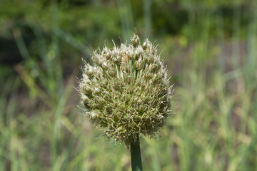 nature in summer in the village