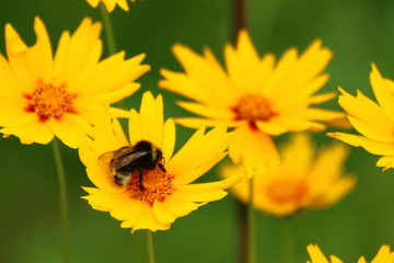 Mädchenauge mit Hummel