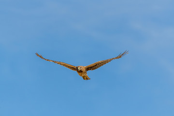 Northern Harrier bird of prey in flight
