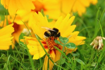 Mädchenauge mit Hummel