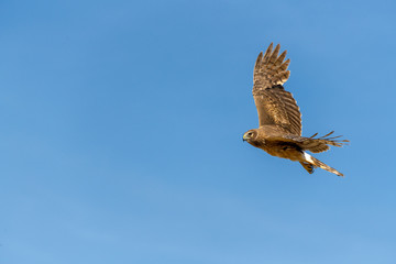 Northern Harrier bird of prey in flight