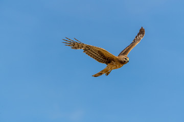 Northern Harrier bird of prey in flight