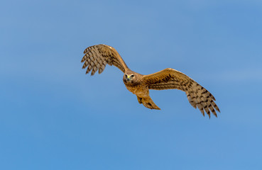 Northern Harrier bird of prey in flight
