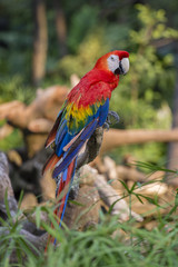 Colorful portrait of Amazon red macaw parrot against jungle. Side view of wild parrot head on green background. Wildlife and rainforest exotic tropical birds as popular pet breeds