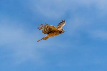 Northern Harrier bird of prey in flight