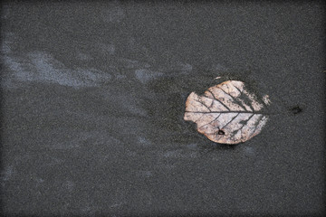 A washed up leaf sits half buried in black sand
