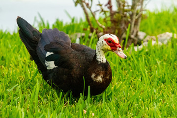 duck, bird