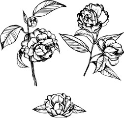 coloring books for children and adults, black and white, ink, pen capillary, handmade, camellia, leaves, flowers, buds, pattern, branch with flowers, individual items for your use.