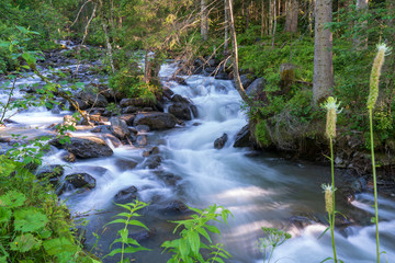 Obraz premium Bach mit Bäume am Ufer Und kleiner Insel