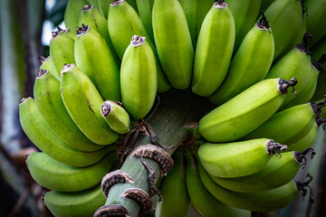 Bunches of young green bananas hanging from tree in Jamaica. Can be cooked and eaten when green, or...
