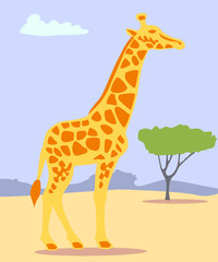 Giraffe im the savannah.