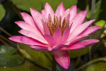 Nahaufnahme einer schönen rosa Seerose