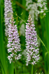 Common spotted orchid
