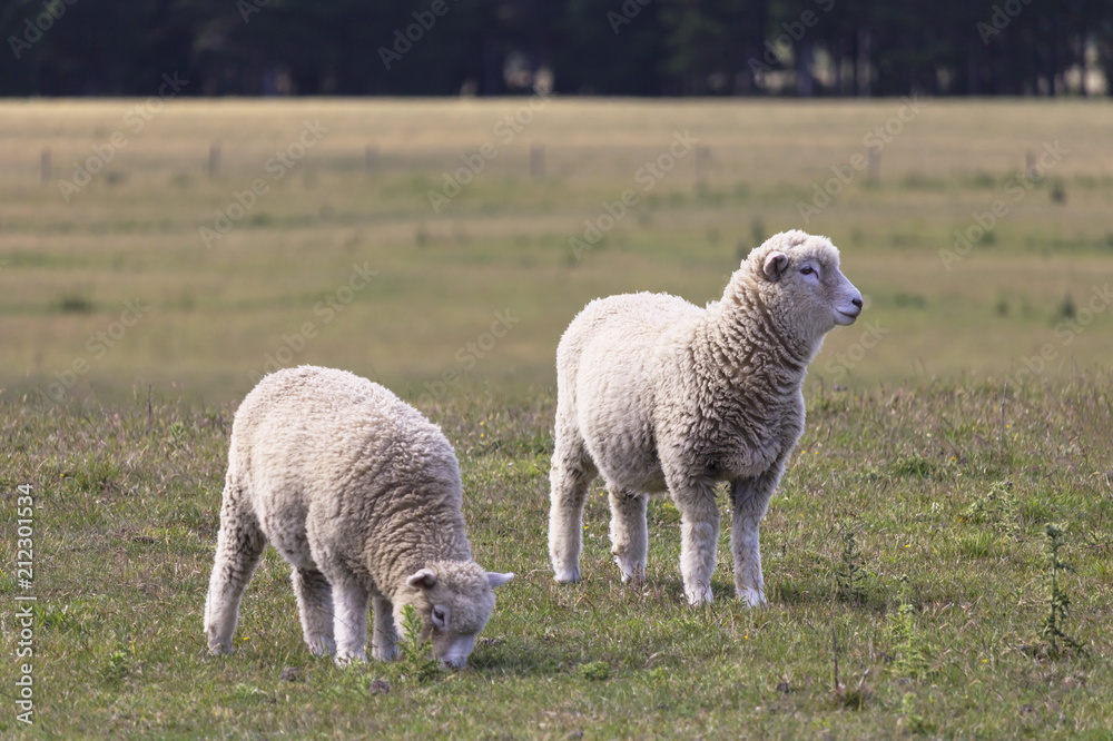 Wall mural Two sheeps standing on the meadow, New Zealand