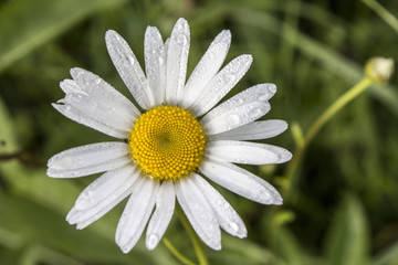 Fototapeta premium Photo of natural white chamomile. Close-up view.