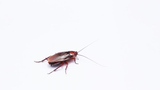 Cockroach walking on white background.