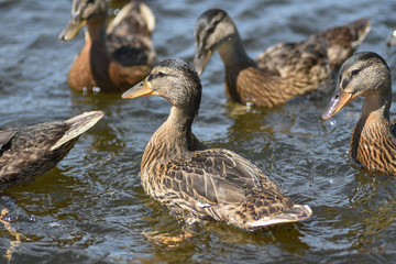 Ducklings on the river on a sunny day
