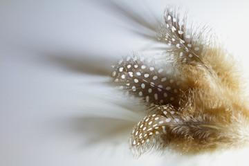 beautiful decorative composition of feathers of birds  