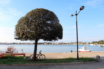 Tree next to sidewalk and calm sea with bicycle leaned on it and large street lamp post in shadow