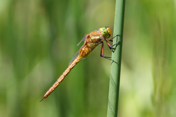 A Norfolk Hawker also known as a Green-eyed Hawker resting in the sunshine.