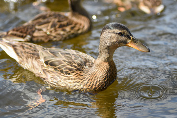 Duckling on the river on a sunny day
