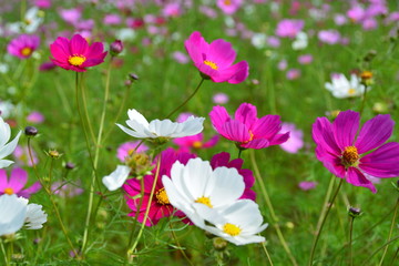 Obraz premium 茨城県ひたち海浜公園の花