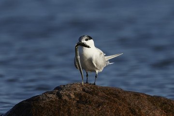Sandwich tern (Thalasseus sandvicensis)