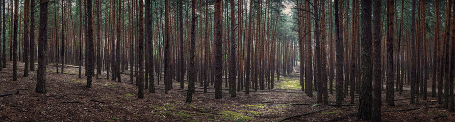 Forest landscape, pine forest and moss. Large panorama of the forest.