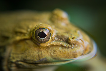 closeup frog, frog in the water