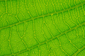Green leaves natural background wallpaper, leaf texture,