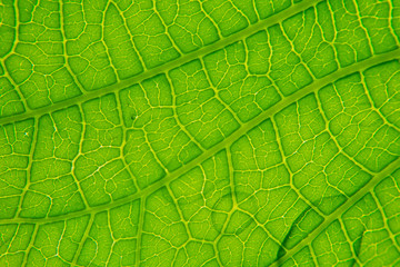 fresh vegetable, Plants, green leaf 