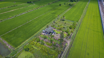 Aerial view from flying drone of Field rice with landscape green pattern nature background, top view field rice