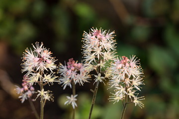 Form flower(tiarella) in the garden