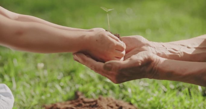 little girl giving small sprout to old man. generations helping each other. tradition, ecology, farming concept 4k