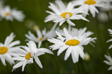 Big camomiles grow in a garden