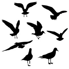Obraz na płótnie Canvas silhouette, wildlife, seagull, nature, bird, black, isolated, freedom, white, animal, vector, sea, illustration, gull, fly, wild ,group, design, graphic, flight ,collection, background, wing, free, ar